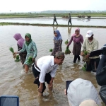 Menteri Pertanian, Andi Amran Sulaiman, saat menanam padi dalam rangka kunjungan kerja di Bangkalan.
