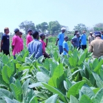 Petugas penyuluh Dinas Pertanian Gresik bersama petani saat melihat hasil budi daya tembakau jenis jinten. Foto: SYUHUD/ BANGSAONLINE