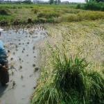 PANEN DINI. Radi petani di Dukuh Rambitan, Desa Mojodelik, Kecamatan Gayam saat memanen tanaman padinya.  foto : eky nur hady/bangsaonline