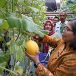 Pj Wali Kota Kediri Zanariah saat ikut panen buah melon. Foto: Ist. 