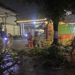 Petugas dari BPBD Kota Batu saat mengevakuasi pohon jenis akasia yang tumbang di Jalan Raya Diponegoro.