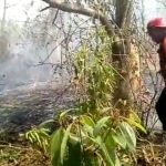 Petugas BNPB memadamkan api di hutan Gunung Welirang.