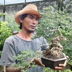 Harianto saat menunjukkan bonsai jenis saeng simbur Vietnam super mikro yang dibanderol Rp1 Juta