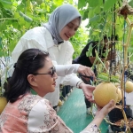 Bakal calon Wali Kota Kediri, Vinanda Prameswati (berhijab) saat ikut memanen melon. Foto: Ist