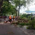 BPBD dibantu warga Desa Gununggangsir saat mengevakuasi pohon yang tumbang.