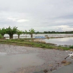 Area sawah di Pasuruan yang tergenang banjir bebebarapa minggu lalu.