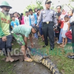 Buaya yang ditangkap warga saat hendak dievakuasi ke Polsek Diwek. foto: RONY S/ BANGSAONLINE