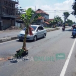 Pohon pisang yang ditancapkan di jalur protokol Surabaya-Mojokerto. 