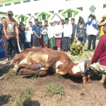 Para tukang jagal saat menyembelih kurban sapi di Pondok Pesantren Amanatul Ummah Pacet, Mojokerto, Jawa Timur, Ahad (10/7/2022). Foto: Rochmad Aris/bangsaonline.com