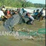 GOTONG ROYONG: Puluhan warga saat berusaha mengembalikan hiu raksasa yang terdampar ke tengah laut. foto: feri/ BANGSAONLINE