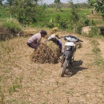 Salah satu anggota Polsek Ngrambe saat membantu petani.