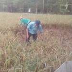 BURUK: Petani di Bojonegoro beberapa waktu lalu sedang panen padi, tetapi hasilnya sangat buruk akibat kekeringan di musim kemarau. foto: eky nurhadi/BANGSAONLINE