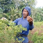 Petani cabai rawit dari Desa Pagerwojo, Kecamatan Kesamben, Kabupaten Blitar, Saiful, saat mencabuti tanamannya.