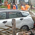 Sebuah mobil yang tertimpa pohon di Kota Malang.