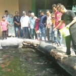 Kolektor saat memberi makan Arapaima di kolam. Foto: RONY S/BANGSAONLINE