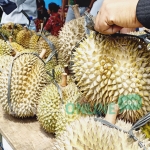 Berbagai varietas durian lokal dihadirkan dalam Festival Durian di Lereng Kelud.