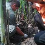 EVAKUASI: Tim Polres Nganjuk saat mengevakuasi kerangka mayat di kebun tebu, di Kecamatan Kertosono, kemarin. foto: soewandito/ BANGSAONLINE