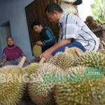 Rumah Sulami sudah ramai warga untuk membeli durian. foto: rony suhartomo/ BANGSAONLINE