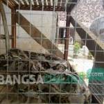 Ular Python yang ditangkap warga. foto: suwandi/ BANGSAONLINE