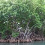 Ilustrasi: hutan mangrove