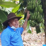 H. Sholahuddin saat menunjukkan pisang emas Kirana di kebunnya.