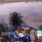 DIKEJAR AIR: Para petani di Kecamatan Baureno Bojonegoro, terpaksa memanen tanaman padinya untuk meminimalisir kerugian. foto: eky nurhadi/ BANGSAONLINE