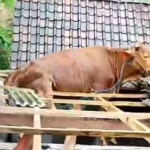 Tangkapan layar video yang menunjukkan seekor sapi yang nyangkut di atap rumah warga di Pacitan.