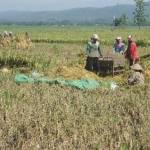 PANEN: Warga sekitar bantaran sungai Bengawan Solo di Bojonegoro sedang panen raya. Namun hasil gabah mereka diserbu tengkulak dari luar daerah. Foto: Eky Nurhadi/BangsaOnline.com