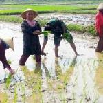 anggota TNI membantu petani menanam padi. satu manunggaling tni - rakyat. foto:istimewa