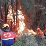 Petugas saat memadamkan api yang membakar kawasan Gunung Bromo.