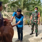 DKPP melakukan vaksinasi PMK terhadap 100 sapi di Desa Tlanakan, Kecamatan Tlanakan, Kabupaten Pamekasan.