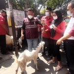 Bupati Gus Yani didampingi Mujid Riduan saat menyerahkan hadiah kambing kepada salah satu peserta vaksin. foto: SYUHUD/ BANGSAONLINE