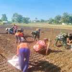 Anggota Koramil 0811/12 Bancar saat menanam bawang merah bersama warga di Desa Ngampelrejo. Foto: Ist