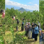 Peserta pertukaran mahasiswa merdeka Untag Surabaya dari berbagai daerah saat mengikuti wisata petik jeruk di Desa/Kecamatan Junrejo, Kota Batu.