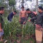 Lokasi penemuan bayi di bawah tanaman kolonjono, Kecamatan Ponggok, Blitar.