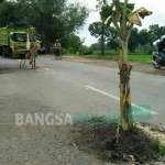 Pohon yang ditanam warga di lubang jalan nasional di Kecamatan Perak, Kabupaten Jombang. foto: RONY S/ BANGSAONLINE