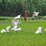 Nampak Kawanan burung putih saat menyerbu kawasan persawahan.