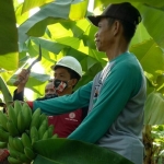 Ilustrasi petani pateni pisang.