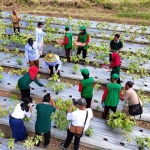 Lahan di belakang SMPN 4 Kota Kediri yang dimanfaatkan untuk menanam sayur-sayuran. Foto: Ist