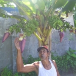 Suhud (63) bersama pohon pisang yang berbuah empat tangkai. Foto: Rony Suhartomo/BANGSAONLINE