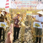 Bupati Pasuruan HM Irsyad Yusuf dan Dirjen PSP Kementerian Pertanian, Ir. Pending Dadih Permana, saat panen raya jagung.
