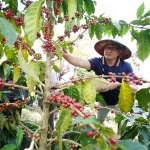 Pj. Wali Kota Aries Agung Paewai melakukan panen perdana kopi arabica di lereng Gunung Arjuno,  komoditas unggulan terbaru dari Desa Bulukerto, Kecamatan Bumiaji, Kota Batu.