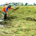 GIGIT JARI: Petani sedang memanen padi. Mereka kecewa karena harga gabah anjlok lagi. foto: nurqomar/ BANGSAONLINE