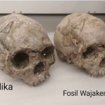 Fosil Homo Wajakensis.