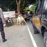Detik-detik saat sapi menyerang polisi yang mencoba menenangkan.