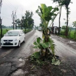 Pohon pisang di tengah jalan. foto: RONY SUHARTOMO/ BANGSAONLINE