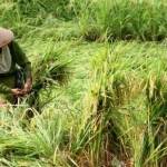 Seorang petani di Desa Dukuh Agung Kecamatan Tikung sedang mengikat padi roboh yang diterjang angin. (foto: nurqomar/ BANGSAONLINE)