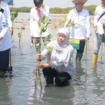 Gubernur Khofifah saat menanam mangrove di Sumenep.