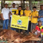 Proses penyembelihan hewan kurban yang dilakukan DPD Golkar Jombang.