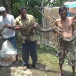 Nampak, beberapa warga sedang memamerkan Ular Piton sepanjang 4 meter.